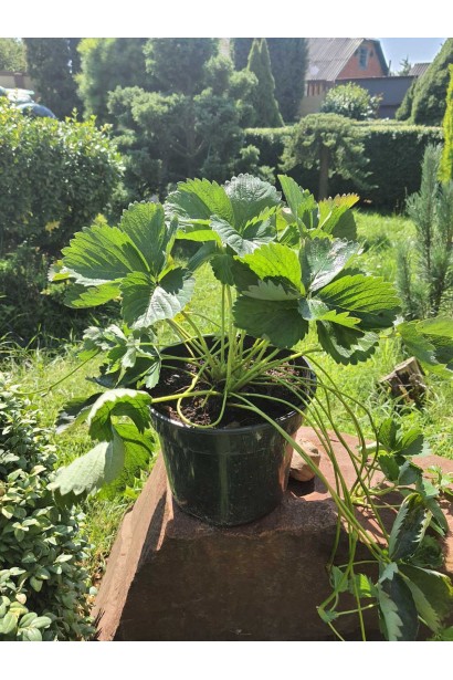 Клубника Альбион - 3л/вис.25-30см/Ø20-30см